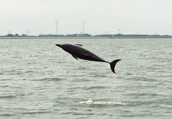 Dolfijn in de Westerschelde